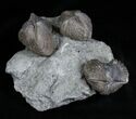 Platystrophia Brachiopods From Kentucky #1842-1